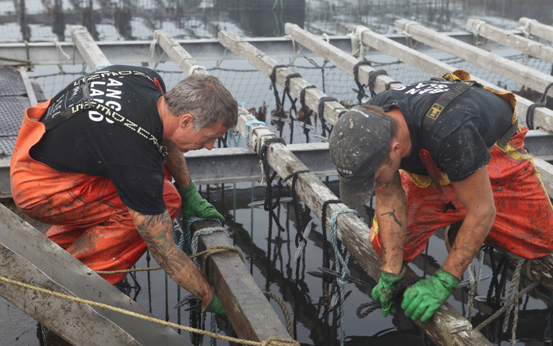 Harvesting from a floating mussel farm.