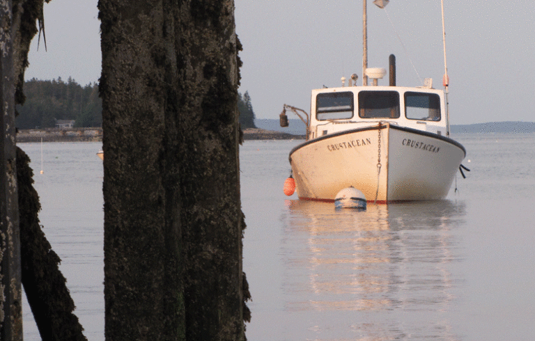 Crustacean off Great Cranberry Isle. FILE PHOTO: TOM GROENING