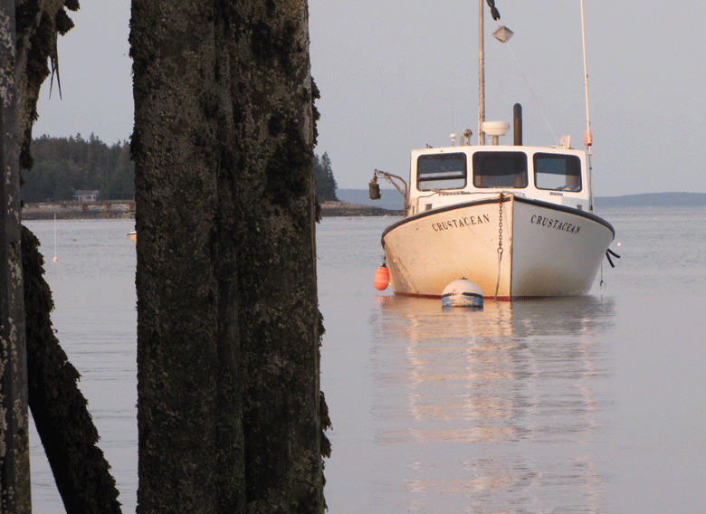 Crustacean off Great Cranberry Isle. FILE PHOTO: TOM GROENING