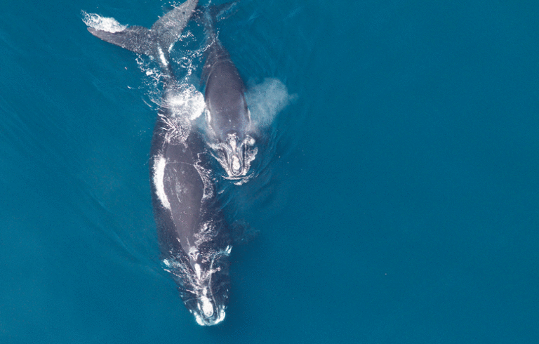 A right whale and its calf.