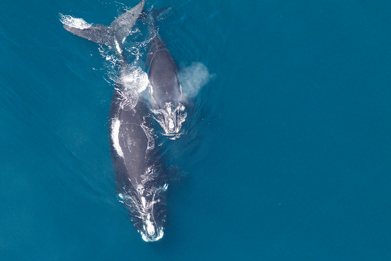 A right whale and its calf.