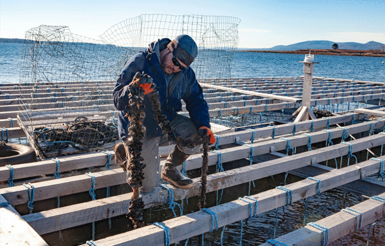 Josh Conover harvests mussels.