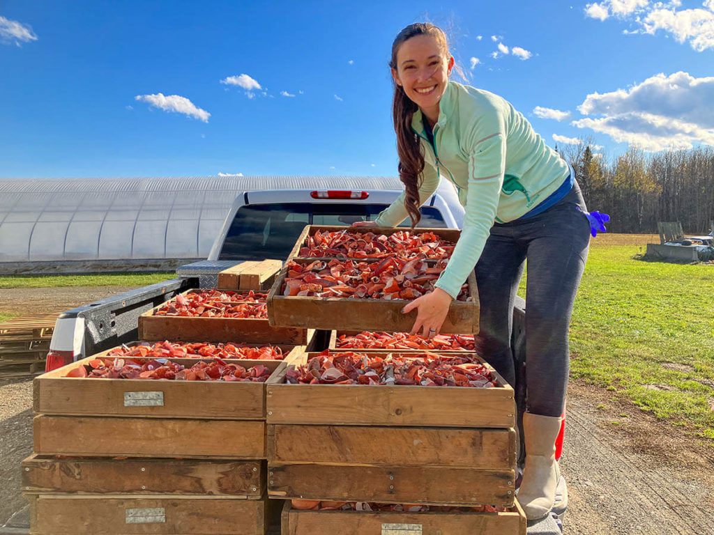 Katie Ashley, a plant science Ph.D student at the University of Maine, poses with potato bins filled with lobster shells.