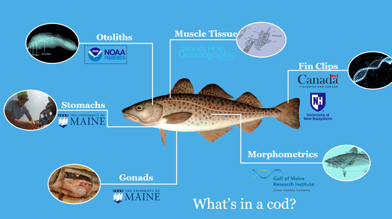What's in a cod?