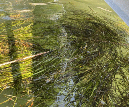 Water Reporter Heather Osterfeld captured this photo of dislodged eelgrass floating near the shore in Maquoit Bay in September 2021.