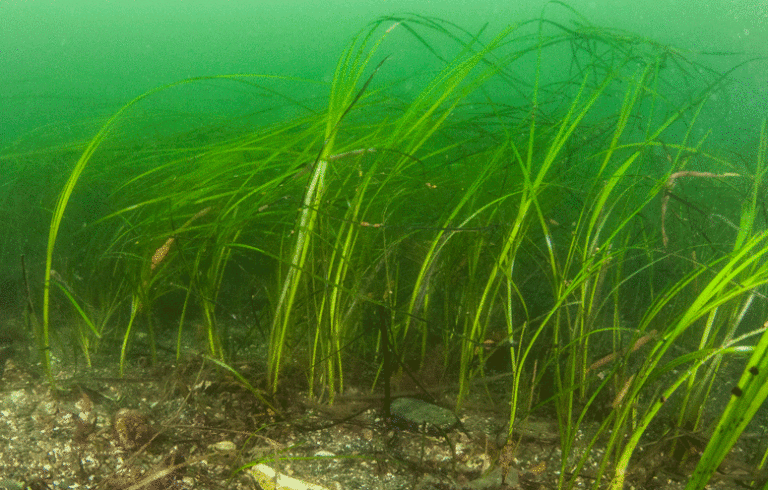 Eelgrass grows in submerged waters in Casco Bay. PHOTO: STEVE KARPIAK