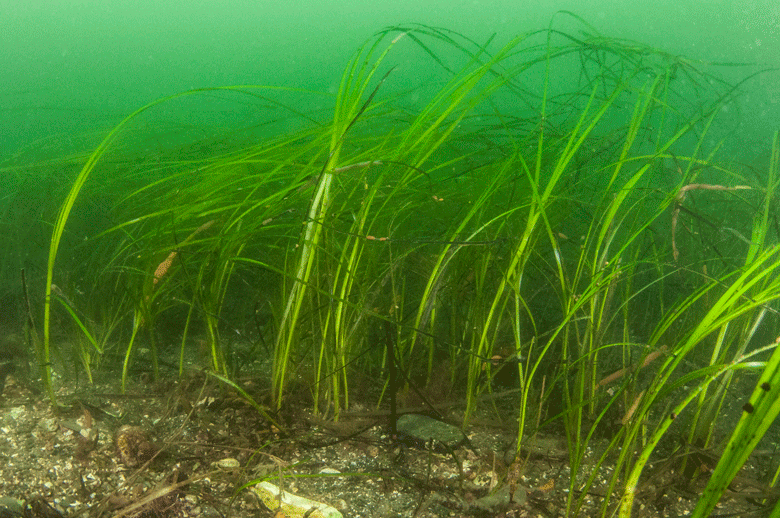 Eelgrass grows in submerged waters in Casco Bay. PHOTO: STEVE KARPIAK