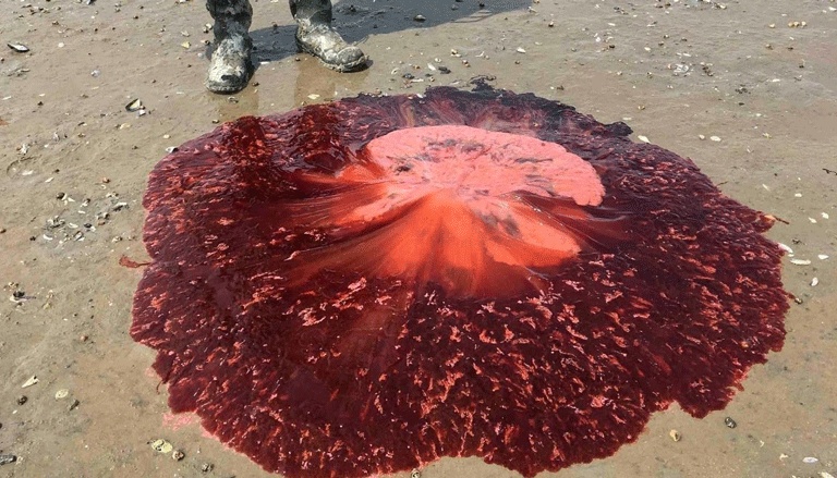 Lion's mane jellyfish.