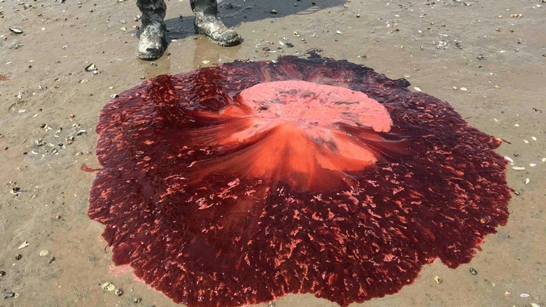 Lion's mane jellyfish.