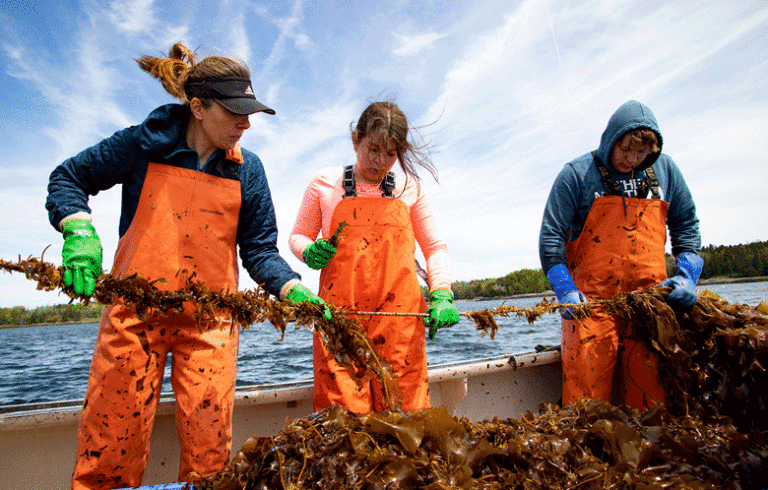 Kelp harvest underway. PHOTO: JACK SULLIVAN