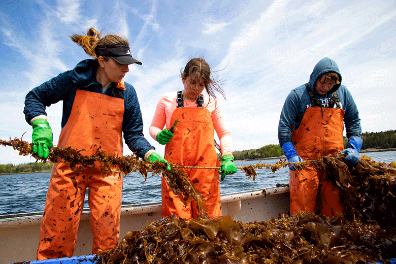 Kelp harvest underway. PHOTO: JACK SULLIVAN