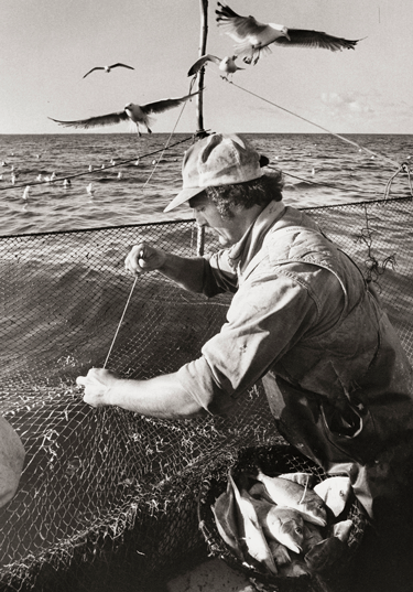 A dipnet full of scup, or porgies, rests on the trap boat gunwale as Tony Coccoro repeats the endless task of repairing tears in the weir net. PHOTO: MILSON MOORE, NATIONAL FISHERMAN COLLECTION