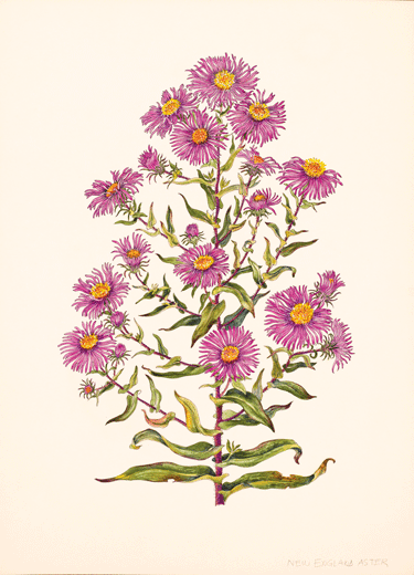 “New England Aster, Asternovae-angliae,” by Geraldine Tam (1920-2006), ink and watercolor on paper, 11 x 8 inches; Monhegan Museum of Art & History, gift of Cindy King.