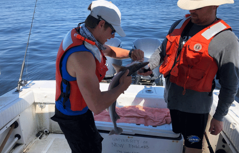 University of New England student Clayton Nyiri unhooks a dogfish caught by fellow marine science student Jamison Saunders. PHOTO: CLARKE CANFIELD