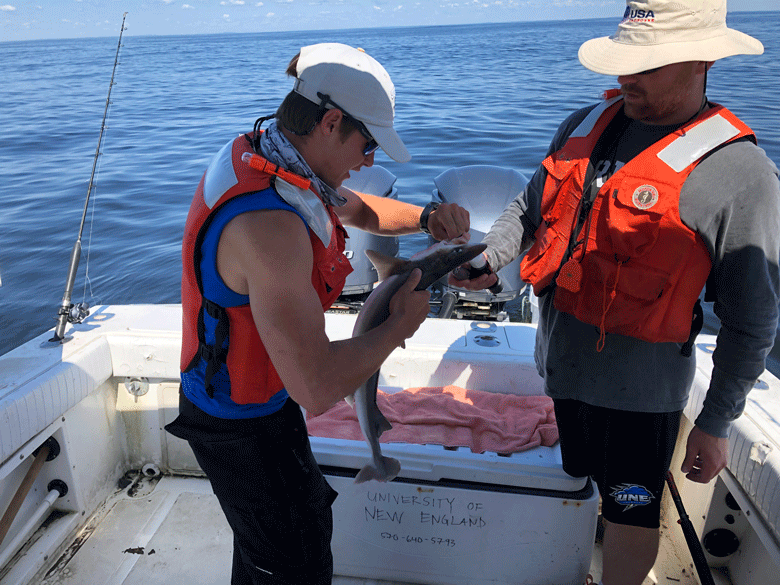 University of New England student Clayton Nyiri unhooks a dogfish caught by fellow marine science student Jamison Saunders. PHOTO: CLARKE CANFIELD