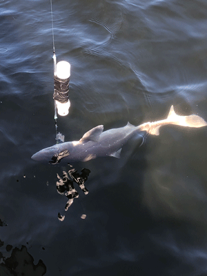 The bycatch reduction device is attached to the fishing line near the hook. This BRD was inactive, allowing this dogfish to go after the bait without feeling any electrical stimuli.