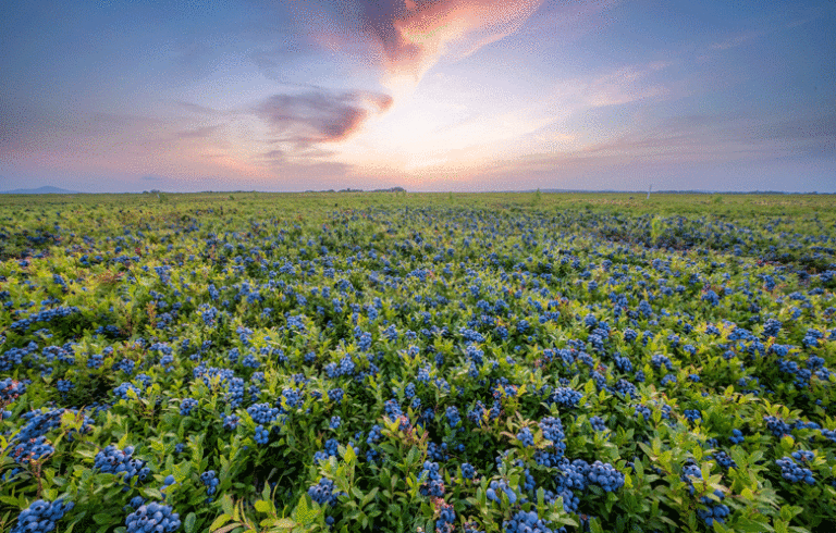 Sunset over a wild blueberry field in Washington County.