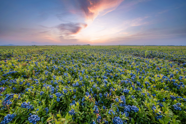 Sunset over a wild blueberry field in Washington County.