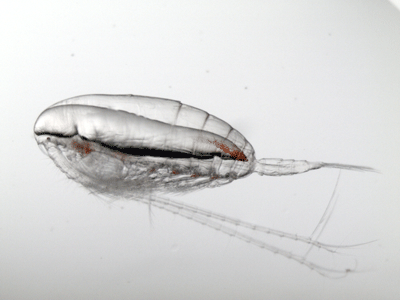 A stage CV Calanus finmarchicus from the Gulf of Maine, showing its lipid oil sac.
