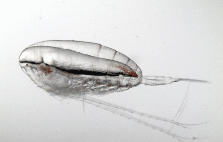 A stage calanus finmarchicus from the Gulf of Maine, showing its lipid oil sac.