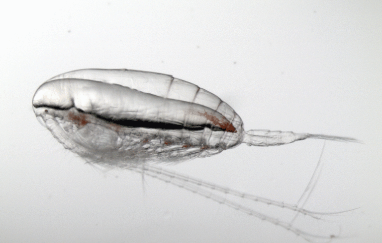 A stage CV Calanus finmarchicus from the Gulf of Maine, showing its lipid oil sac.