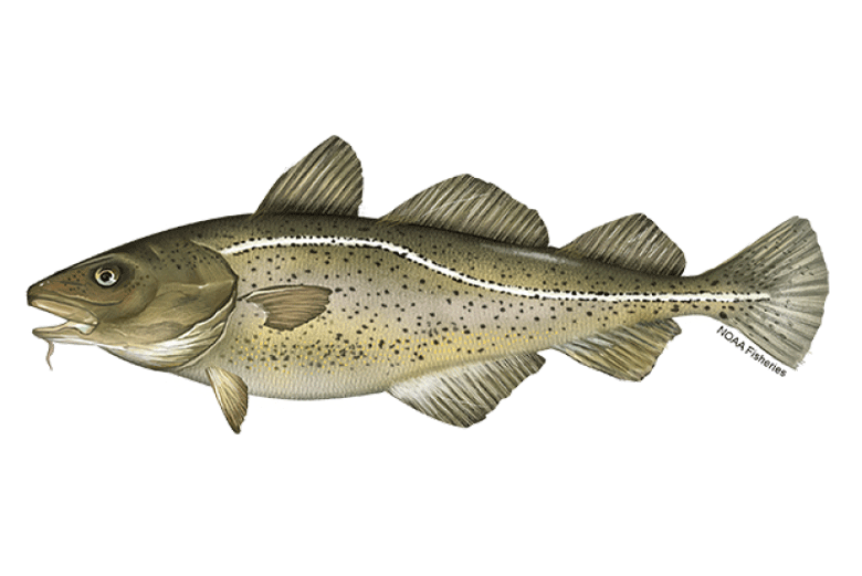 Fish are shrinking, according to new study co-authored by McGill - UMaine News - University of Maine