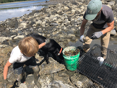 Transferring the green crabs from trap to bucket. PHOTO: TOM GROENING
