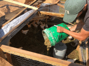 Ethan pours the pulverized crabs into the pen. PHOTO: TOM GROENING