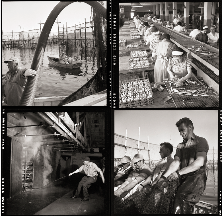 Four images by renowned photographer Kosti Ruohomaa, shooting for the Maine Sardine Council. PHOTOS: PENOBSCOT MARINE MUSEUM