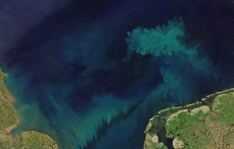 This image of the changing ocean colors was made by NASA and Joshua Stevens, using Landsat data from the U.S. Geological Survey and MODIS data from LANCE/EOSDIS Rapid Response.