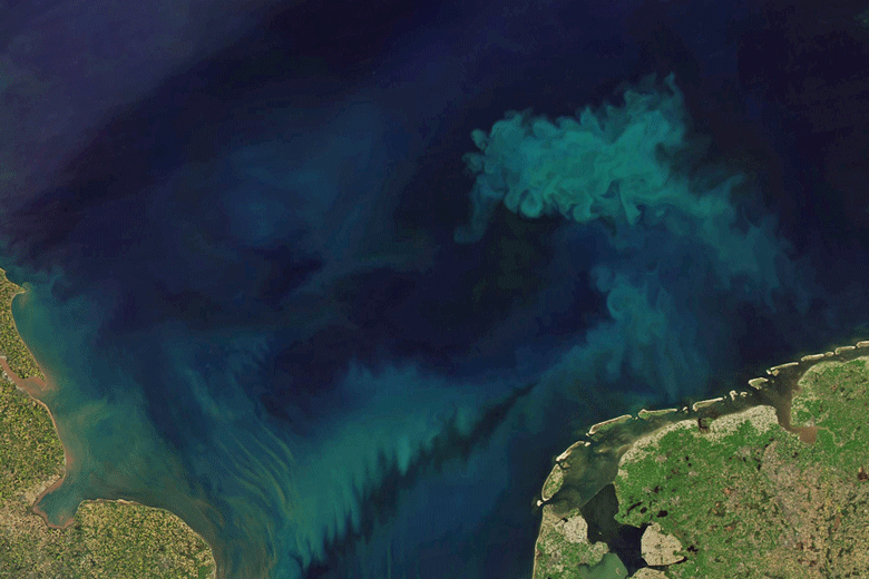 This image of the changing ocean colors was made by NASA and Joshua Stevens, using Landsat data from the U.S. Geological Survey and MODIS data from LANCE/EOSDIS Rapid Response.