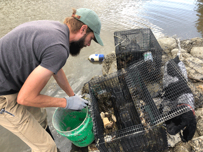 The crab trap, which is baited with old bones. PHOTO: TOM GROENING