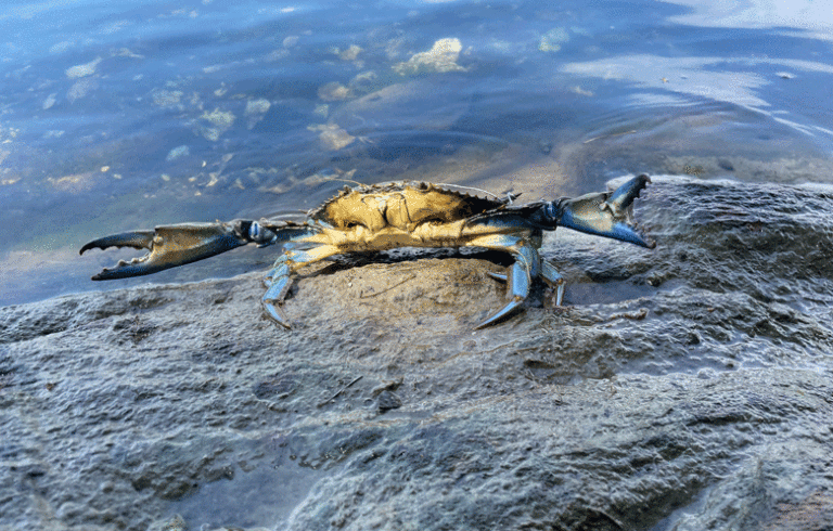 A blue crab. PHOTO: COURTESY MANOMET