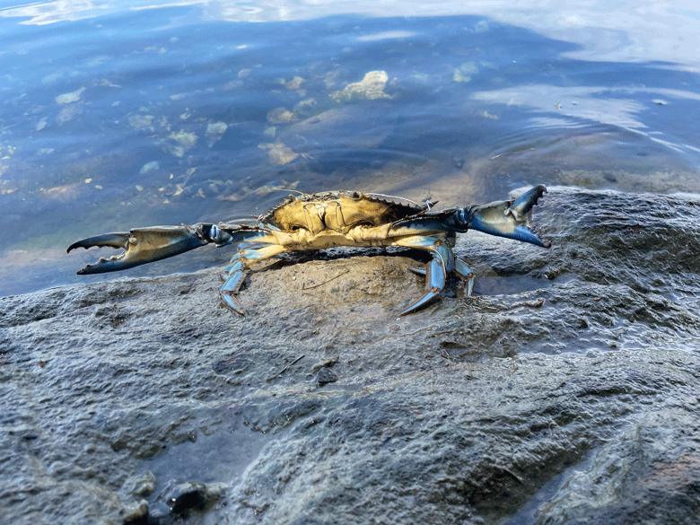 A blue crab. PHOTO: COURTESY MANOMET