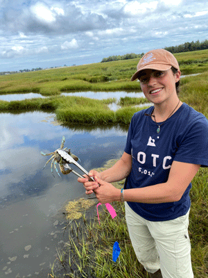 Sammi Smith of the Wells Reserve holds a blue crab with tongs in a saltwater marsh. PHOTO: GORDON SHANNON, WELLS RESERVE