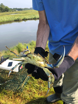 Gordon Shannon of the Wells Reserve holds a blue crab trapped by the Wells Reserve. PHOTO: LAURA CRANE, WELLS RESERVE