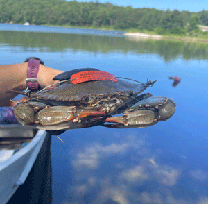 After trapping blue crabs in the New Meadows River, Manomet’s Jessie Batchelder tags the crustaceans before releasing them. PHOTO: COURTESY MANOMET