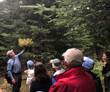 Forest management expert Chuck Gadzik holds witch’s broom, a parasitic plant “sucking the life and energy out of a tree” that is best removed by pruning close to its vulnerable host. PHOTO: KATE HOTCHKISS TAYLOR