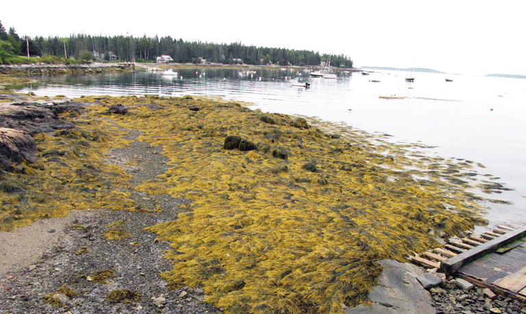 Rockweed on the shore at low tide. FILE PHOTO: TOM GROENING