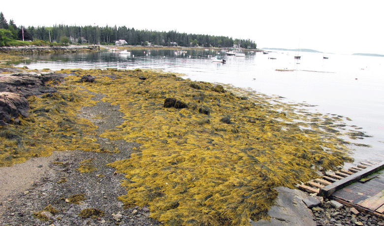 Rockweed on the shore at low tide. FILE PHOTO: TOM GROENING