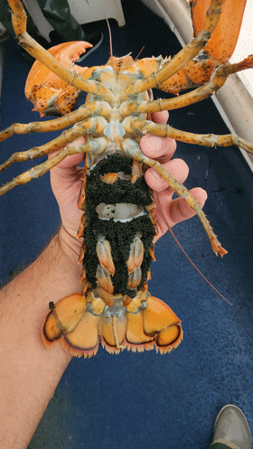 Hinkle holds an egg-bearing lobster.
