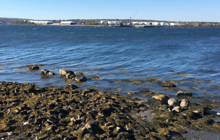 Mack Point as seen from the western shore of Sears Island. FILE PHOTO: TOM GROENING