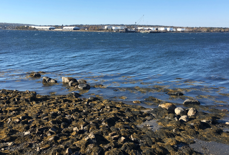 Mack Point as seen from the western shore of Sears Island. FILE PHOTO: TOM GROENING