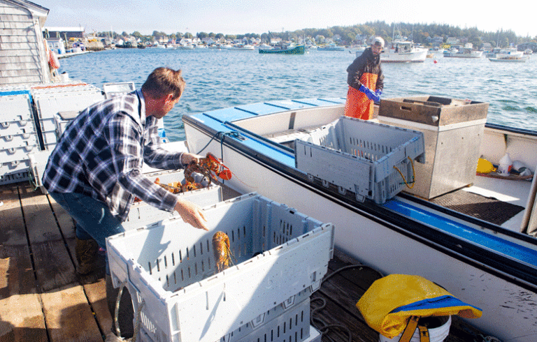 Sorting the catch on Vinalhaven. FILE PHOTO: JACK SULLIVAN