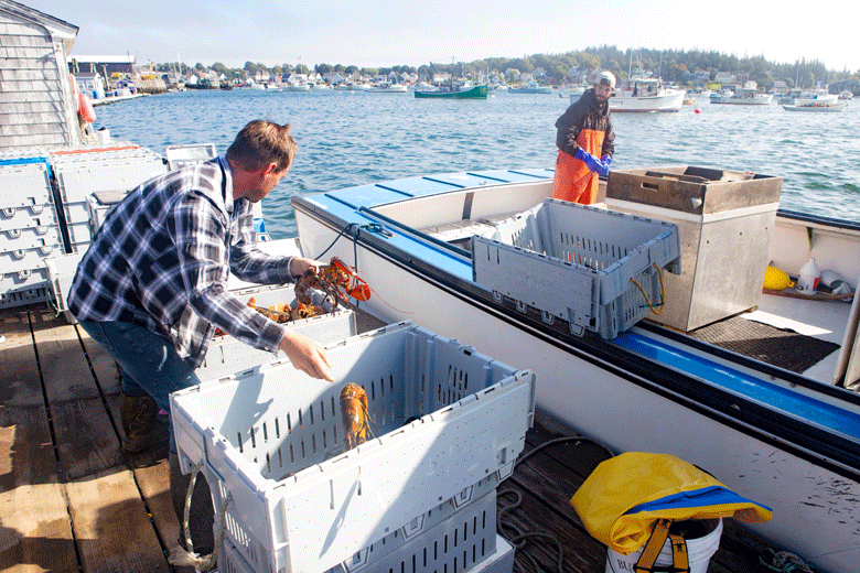 Sorting the catch on Vinalhaven. FILE PHOTO: JACK SULLIVAN