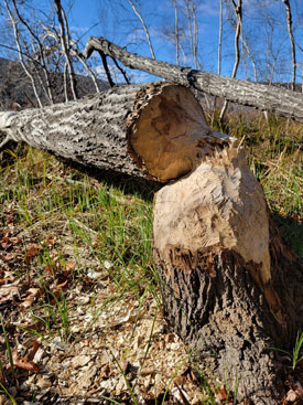 A beaver-toppled tree. PHOTO: COURTESY ACADIA NATIONAL PARK