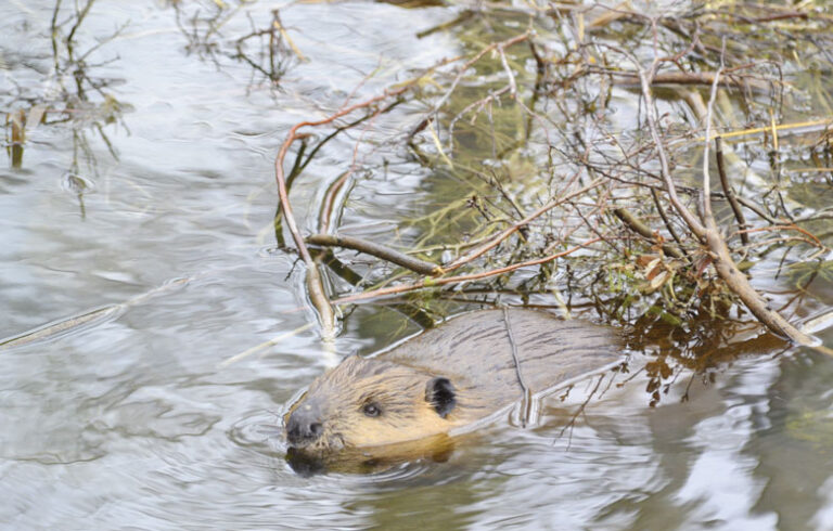 A beaver in the wetlands it created. PHOTO: COURTESY ACADIA NATIONAL PARK