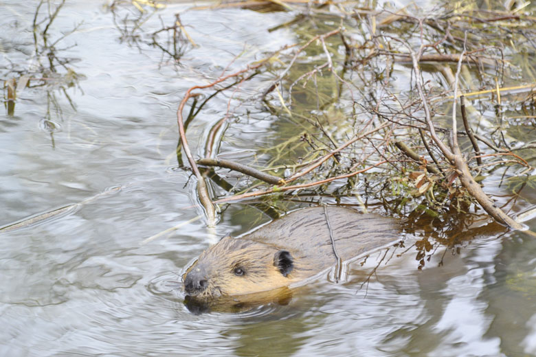 A beaver in the wetlands it created. PHOTO: COURTESY ACADIA NATIONAL PARK
