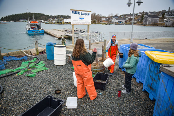 Islesboro students at work in Stonington.