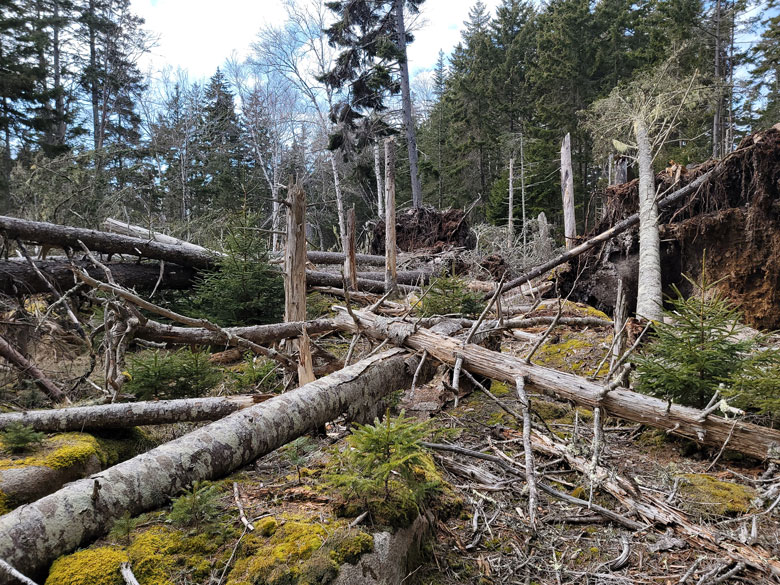 Downed trees in Acadia National Park after the strong winter storms. PHOTO: CATHERINE SCHMITT